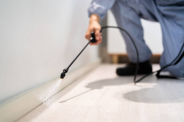 Licensed Wasp Removal service in Forsyth, IL - Show Me Pest Control